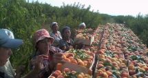 Stire din Social : Se caută culegători de fructe pentru Olanda