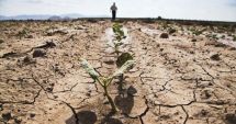Stire din Economie : Culturile agricole din județul Constanța sunt cele mai afectate de secetă