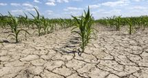 Stire din Social : SECETA FACE RAVAGII! Ministrul Agriculturii: "Nu mai avem apă pentru a iriga"