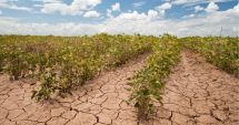 Stire din Economie : Ministrul Agriculturii spune că se va încheia ciclul de 4 ani de secetă: ”A nins în zonele unde au fost probleme”