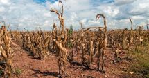 Stire din Social : Continuă seceta pedologică extremă în Dobrogea. Ploile se lasă așteptate