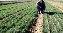 Stire din Economie : Seceta a afectat grav culturile de cereale! Recoltele din vară vor fi mai mici cu 50%