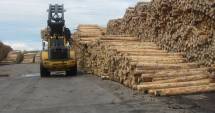 Stire din Economie : Se înăsprește controlul privind comercializarea lemnului și produselor din lemn