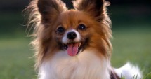 Stire din Cetățenești : Veterinarul pe recepție. Pechinezul poate fi dresat?