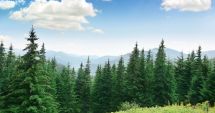 Stire din Economie : Se primesc cererile de finanțare pentru servicii de silvomediu, servicii climatice și conservarea pădurilor