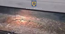 Stire din Eveniment : Șerpi, tarantule și scorpioni, găsite în apartamentul unui român. Explicația tânărului a șocat autoritățile