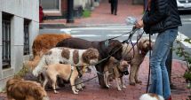 Stire din Social : Joburi de Sărbători. Ce salariu poți obține ca supraveghetor de animale de companie