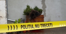 Stire din Social : Protest în Sibiu, după uciderea ursului care scăpase pe străzi