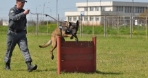 Stire din Social : Sid, unul dintre cei mai performanți câini ai Vămii Române, iese la pensie
