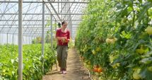 Stire din Economie : Sindicaliştii din agricultură solicită ajutor de stat pentru legumicultorii mici