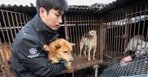 Parlamentul din Coreea de Sud a adoptat o lege care interzice comerţul cu carne de câine