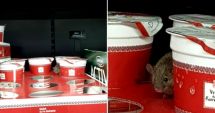 Stire din Social : VIDEO. ȘOARECE FILMAT ÎN TIMP CE MIȘUNA PRINTRE CUTIILE CU IAURT, ÎN SUPERMARKET