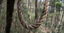 Stire din Eveniment : ALERTĂ! O femeie a fost găsită SPÂNZURATĂ în pădurea de la Basarabi