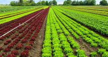 Stire din Economie : Sprijin european pentru dezvoltarea producției agricole ecologice