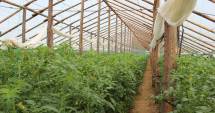 Stire din Economie : Sprijin financiar excepțional  pentru producătorii de fructe și legume