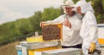 Sprijin financiar pentru apicultori