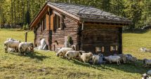 Stire din Eveniment : Un grup de tineri a agresat un șofer și i-a furat mașina. Ascunzătoarea inedită a unuia dintre hoți