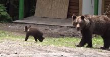 Stire din Economie : Statul va plăti despăgubiri pentru daunele provocate de animalele sălbatice