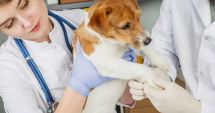 Stire din Social : Sterilizare gratuită a pisicilor şi câinilor din Cumpăna