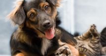 Stire din Social : O nouă sterilizare gratuită a animalelor de rasă comună