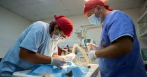 Stire din Eveniment : Campania de sterilizare gratuită a animalelor fără stăpân continuă la Agigea