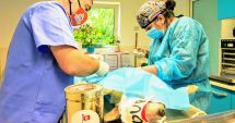 Stire din Social : Sterilizare gratuită pentru câinii de rasă comună din Constanţa