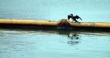 Stire din Social : Ce strategii au autoritățile pentru Marea Neagră și Delta Dunării