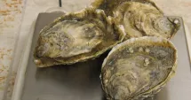 Stire din Social : Stridia japoneză, noua delicatesă din Marea Neagră, aclimatizată cu succes