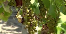 Stire din Social : Seceta a făcut strugurii mai dulci. Anul acesta vinul va fi mai puţin, dar mai bun