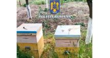 Stire din Eveniment : Percheziții în Hârșova după ce un bărbat a furat zece stupi