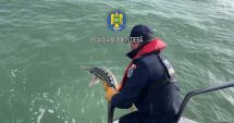 Stire din Eveniment : Poliţiştii de frontieră au eliberat doi sturioni şi un delfin, care erau prinşi în plase de pescuit
