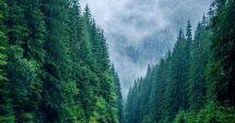 Stire din Economie : Suprafaţa împădurită a Europei a crescut