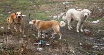 Stire din Social : Haite de câini, „de pază” pe plaja Mamaia. „Pun în pericol viaţa trecătorilor!”