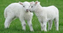 Stire din Economie : Vom avea carne de Paște? Mieii româneşti, la mare căutare în ţările arabe