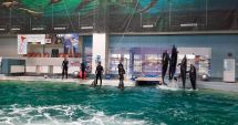 Stire din Social : Show spectaculos la Constanţa. "Delfinii au avut demonstraţii excepţionale, cum nu am mai văzut nicăieri în Europa"