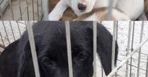 Stire din Social : Campania "Adoptă un cățel". Sute de căței au ajuns la constănțeni