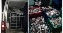 Stire din Eveniment : Sute de kilograme de pește fără documente legale, confiscate de polițiștii de frontieră