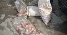 Stire din Eveniment : Sute de kilograme de pește confiscate de polițiști