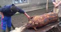 Stire din Eveniment : De necrezut! S-a dus să taie porcul, dar a ajuns să îl înjunghie pe partenerul de pahar