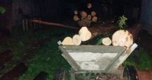 Stire din Eveniment : Și polițiștii din Mangalia au efectuat o razie prin oraș. Mai mulți indivizi prinși la tăiat copaci dintr-o lizieră