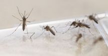 Remedii recomandate împotriva înțepăturilor de țânțari