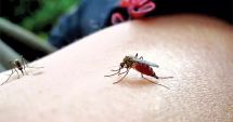 Stire din Social : Virusul transmis prin înțepăturile de țânțar a mai făcut o victimă. O femeie a murit infectată cu virusul West Nile
