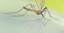 Stire din Social : Un nou caz de infecție cu virusul West Nile a fost confirmat la Constanța