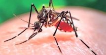 Stire din Sănătate : Situație alarmantă! S-a dublat numărul de avorturi din cauza virusului Zika