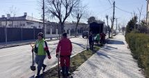 Stire din Politică-Administrație : Primăria Techirghiol, acţiune de plantare de arbori în localitate