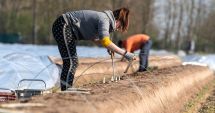 Stire din Social : TelVerde pentru constănțenii care vor să plece la muncă în străinătate, să nu ia țeapă!