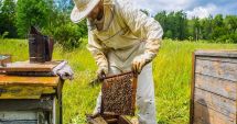 Stire din Economie : Apicultorii pot depune cererile la APIA până pe 2 august