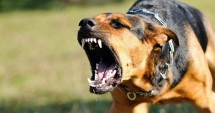 Dosar penal pe numele proprietarei câinilor care au atacat și mutilat trei persoane