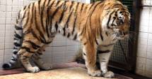 Stire din Actualitate : Un tigru scăpat de la Zoo a ucis un om în Tbilisi