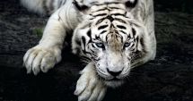 Stire din Actualitate : Îngrijitor de la o grădină zoologică, sfâșiat de un exemplar rar de tigru alb